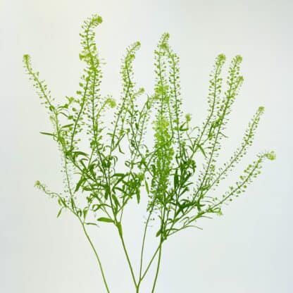 Lepidium - Green Dragon  