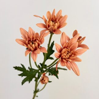 Pom - Cushion Peach  