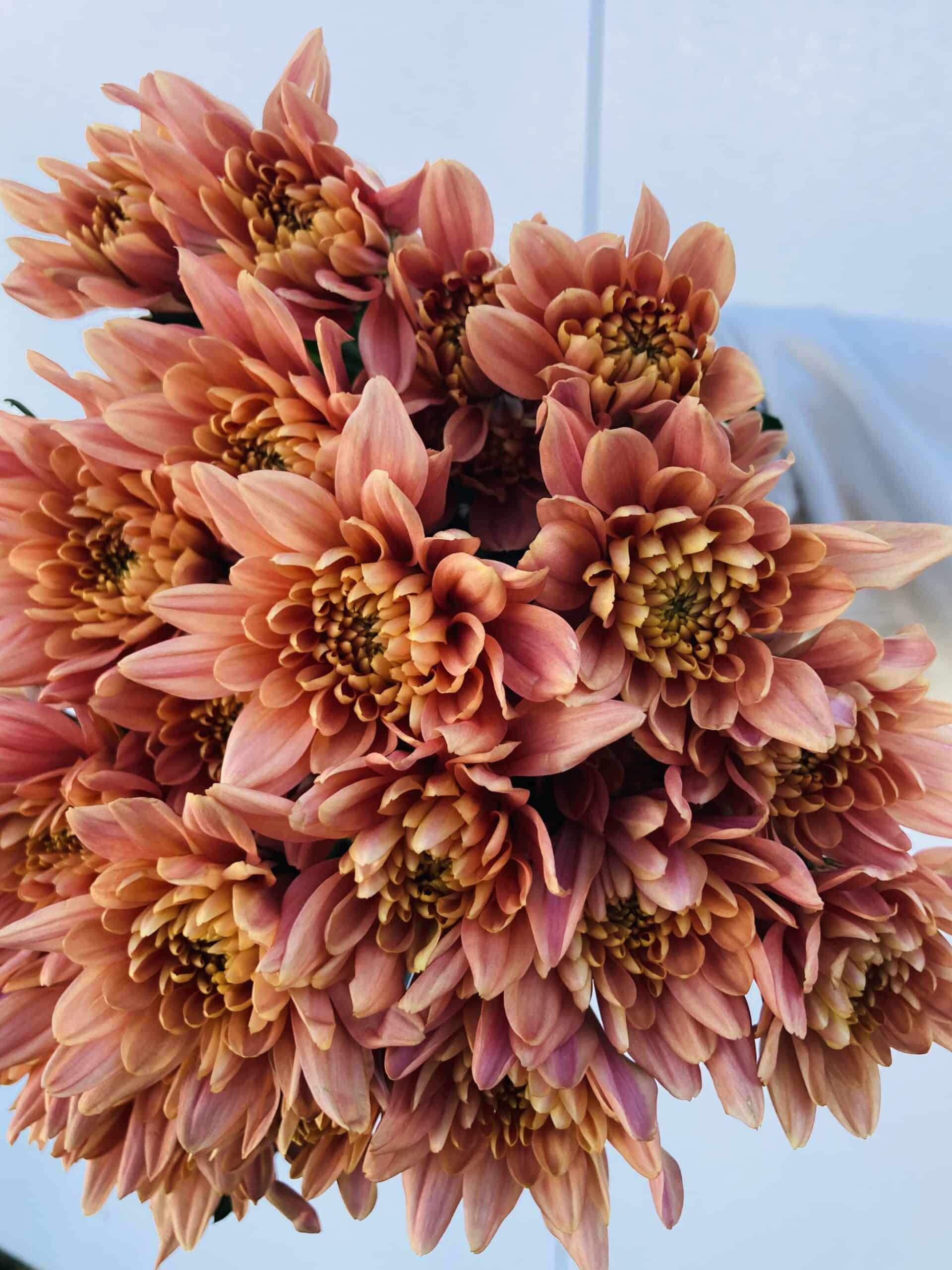 Pom flowers store