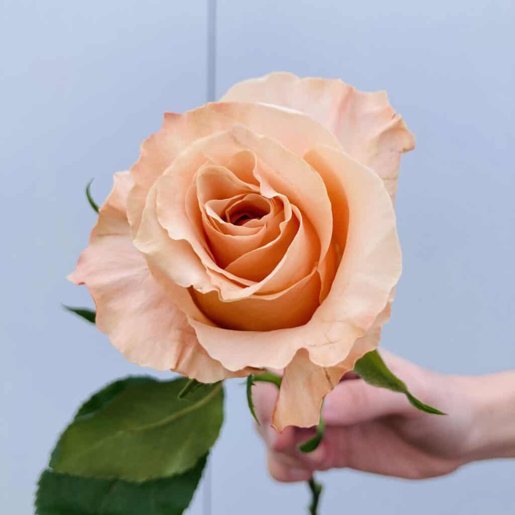 Standard Roses Wholesale Bulk Flowers