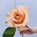Shimmer Rose - Wholesale Bulk Flowers - Cascade Floral