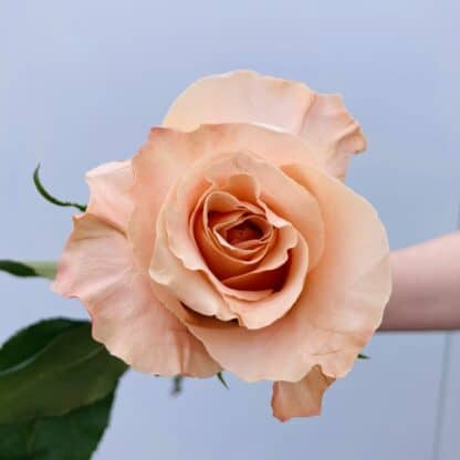 Shimmer Rose  