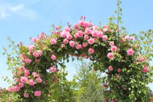 FLoral arch with pink roses