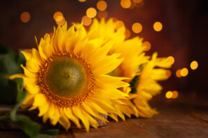 Sunflowers on wooden table