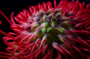 Macro shift of a protea