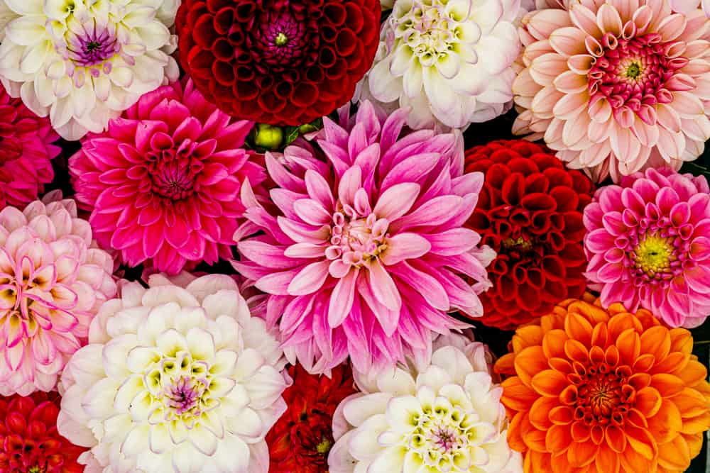 Red, white, and pink dahlias