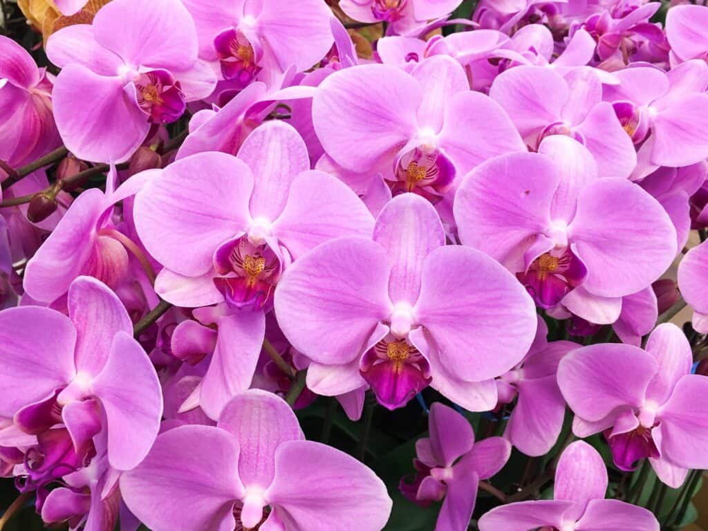 Light purple cluster of orchids