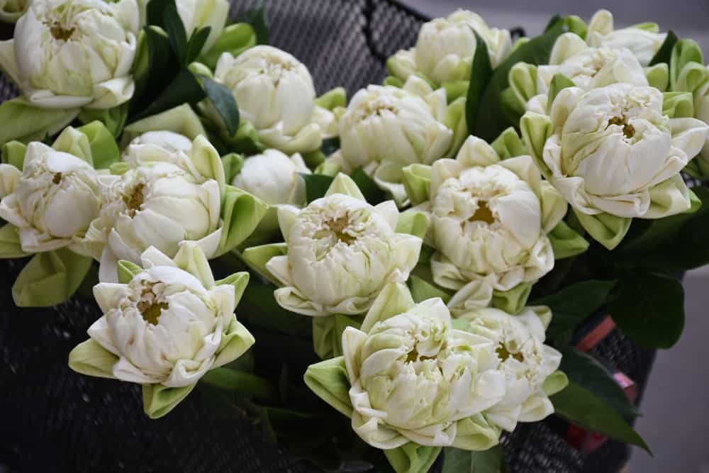 White lotus flowers