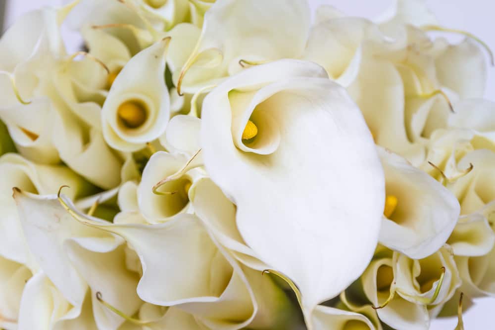 White calla lilies