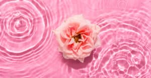 Ranunculus bloom in water