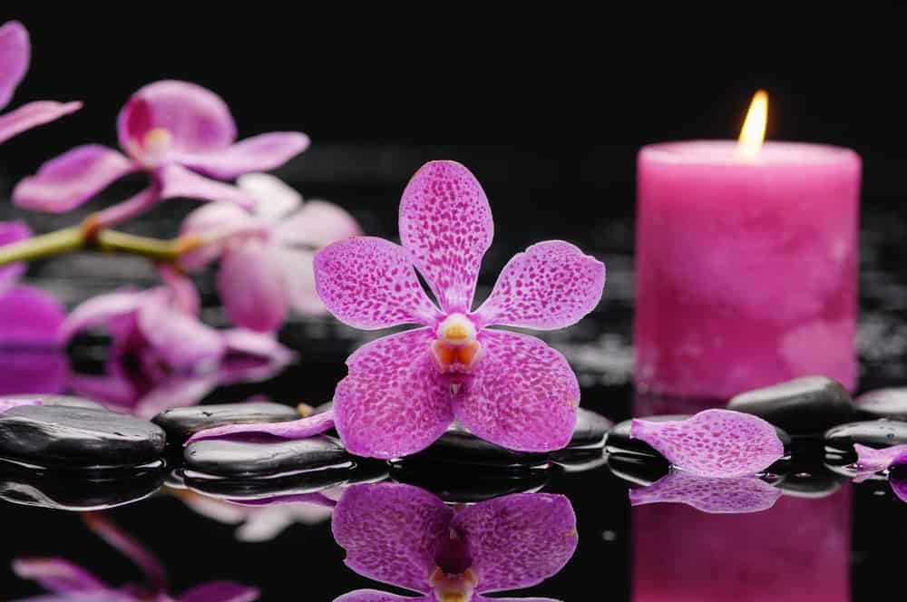 Purple orchids and candle on black background