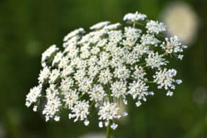 Queen Anne's Lace close-up