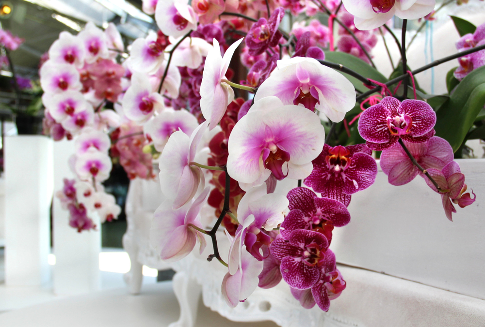 Orchids in pink and white