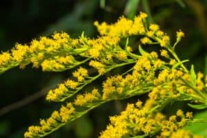 Solidago close-up