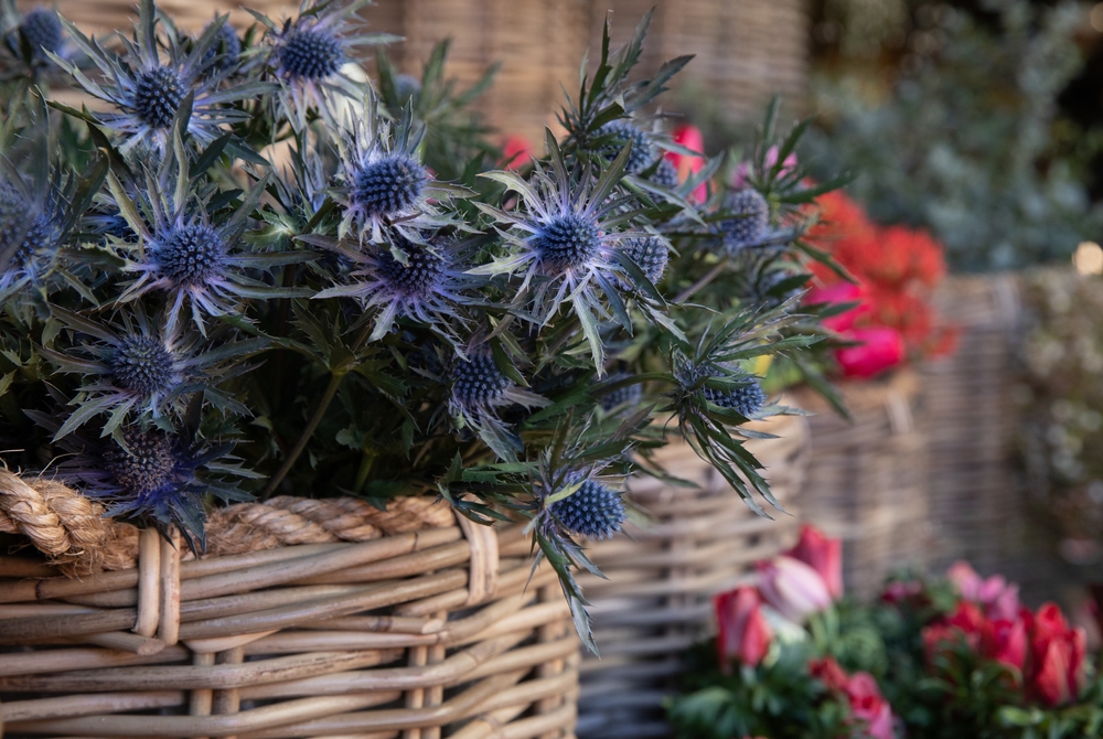 Thistle flowers in basket
