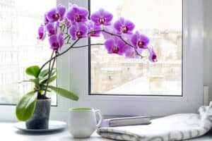 Orchids in vase with coffee cup