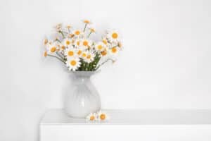 White daisies in white vase
