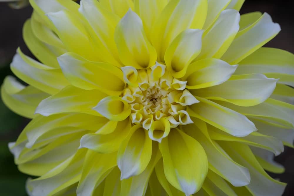 Yellow and white dahlia close-up