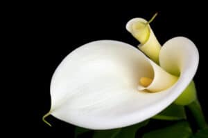 White calla lily on black background