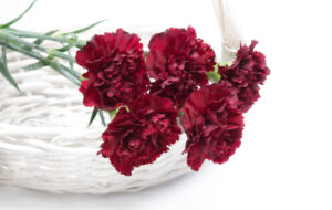 Burgundy carnations on white basket