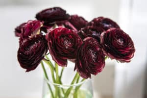 Burgundy ranunculus in a glass vase