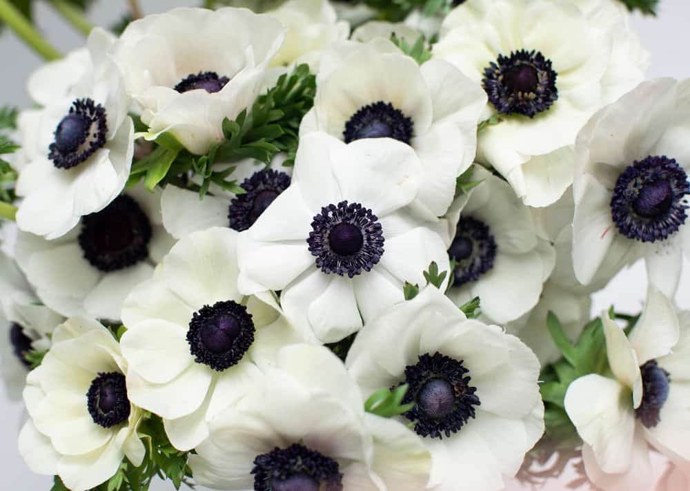 White anemones closeup