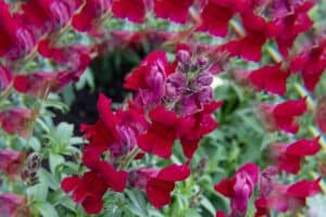 Burgundy snapdragons growing