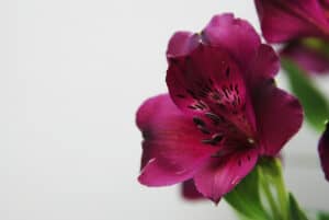 Burgundy alstroemeria close-up