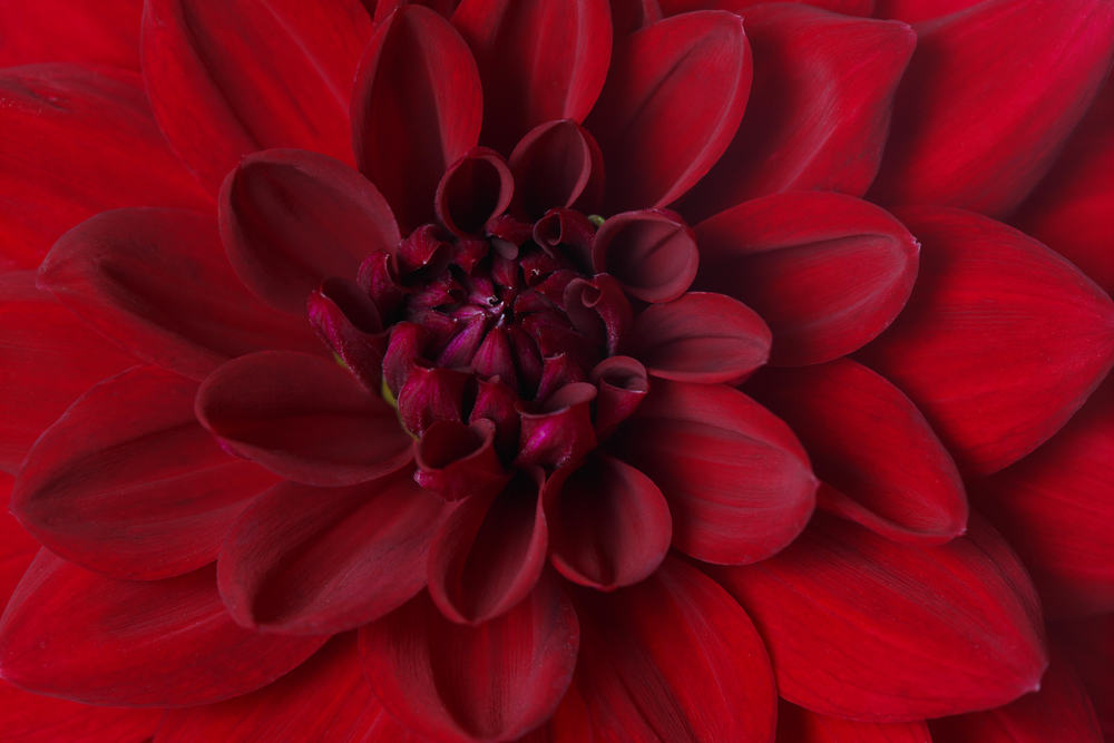 Burgundy dahlia close-up