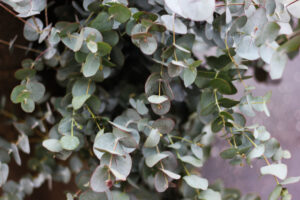 Eucalyptus for flower arrangements