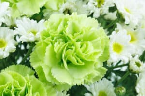 Green carnations with daisies