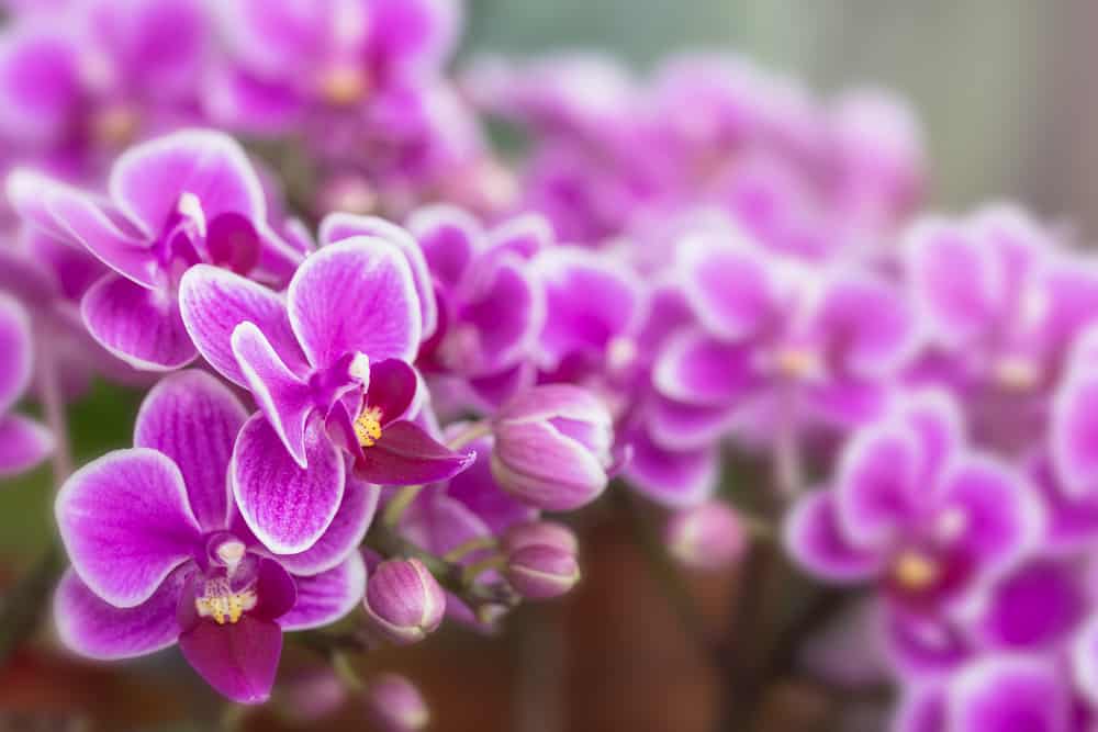 Pink and white orchids close-up