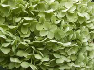 Green hydrangea close-up