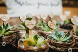 Succulent wedding favors in small pots