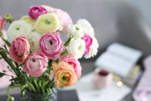 Vase of ranunculus in front of laptop and coffee cup