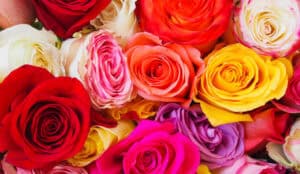 Colorful roses close-up