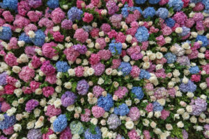 Hydrangea wall with white roses