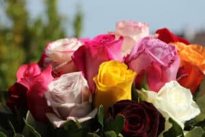 Multicolor bouquet of roses