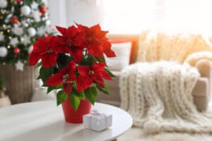Poinsettia on table in front of Christmas tree
