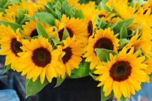 Bouquet of sunflowers