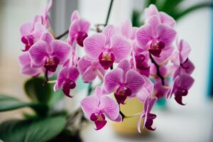 Pink orchids