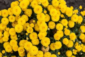 A proliferation of yellow chrysanthemums