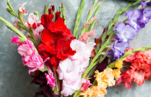 Gladiolus in multiple colors