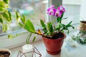 Orchid plant by window
