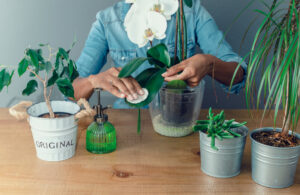 Hands cleaning and fertilizing orchid