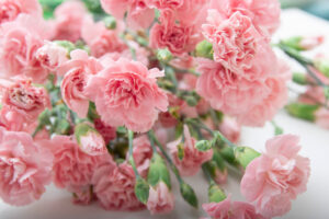 Pink carnations