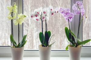 Three orchid plants by window