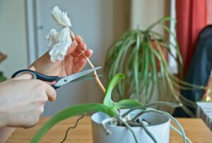 Hand trimming orchid stem