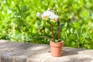 Orchid outside on patio