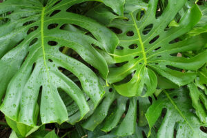 Monstera leaves with dew drops